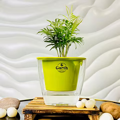 Chamaedorea Palm Plant