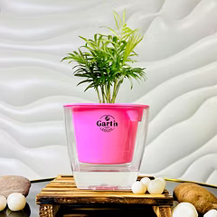 Chamaedorea Palm Plant