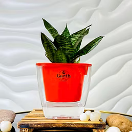 Buy Green Snake Plant with Self- Watering Pot