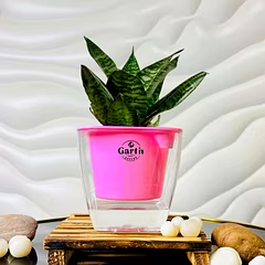 Buy Green Snake Plant with Self- Watering Pot