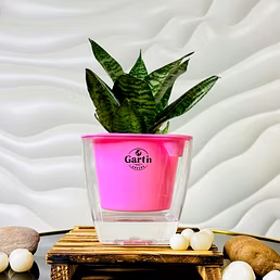 Buy Green Snake Plant with Self- Watering Pot