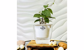 Magai Pan Plant