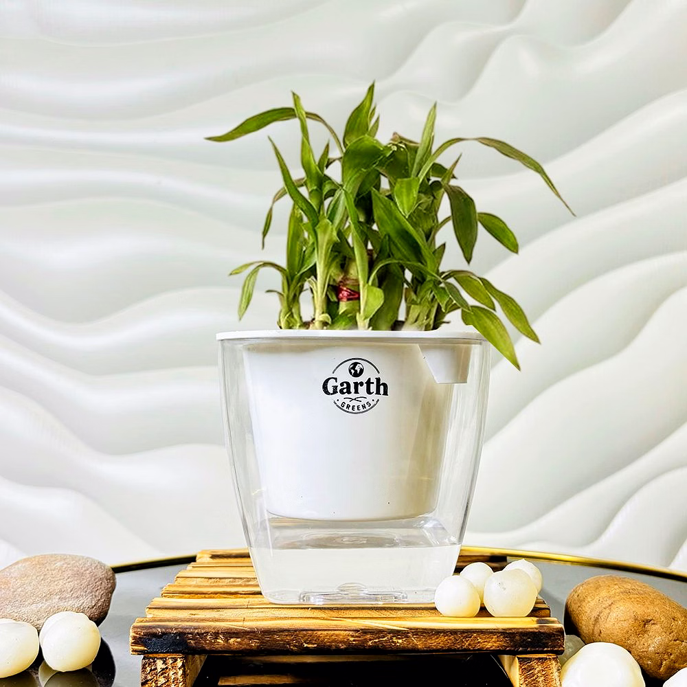 lucky bamboo plant