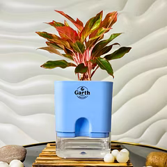 Aglaonema Red Plant with Self- Watering Pot