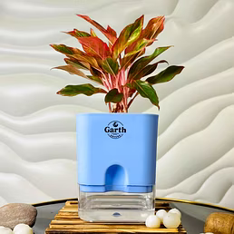 Aglaonema Red Plant with Self- Watering Pot