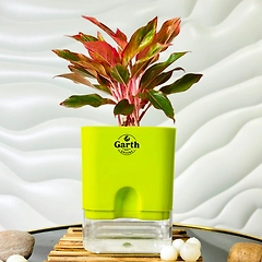 Aglaonema Red Plant with Self- Watering Pot