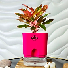 Aglaonema Red Plant with Self- Watering Pot