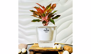 Aglaonema Red Plant with Self- Watering Pot