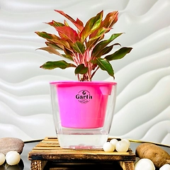 Aglaonema Red Plant with Self- Watering Pot
