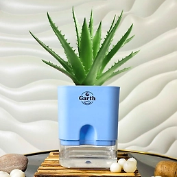 Alovera Plant
