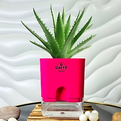 Alovera Plant