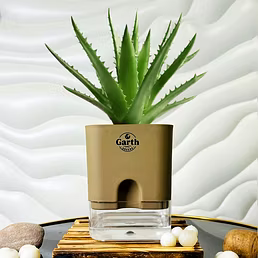 Alovera Plant