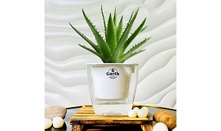 Alovera Plant