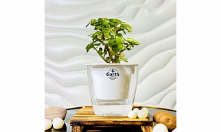Jade Plant