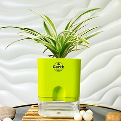 Spider Plant with Self Watering Pot