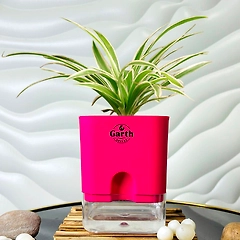 Spider Plant