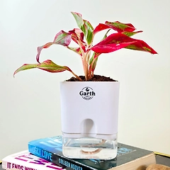 Aglaonema Pink Beauty Plant