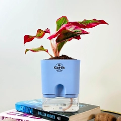 Aglaonema Pink Beauty Plant