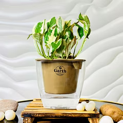 Money N’ Joy Plant