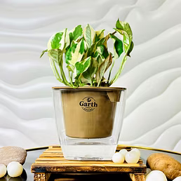 Money N’ Joy Plant