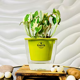 Money N’ Joy Plant