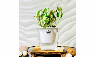 Money N’ Joy Plant