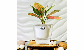 Aglaonema Pink Beauty Plant