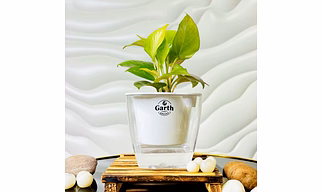 Money Plant Golden
