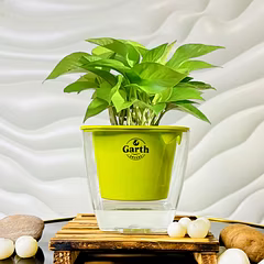 Money Plant Green