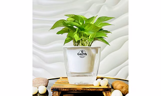 Money Plant Green