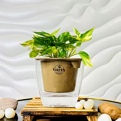Money Plant Variegated