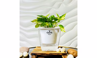 Money Plant Variegated