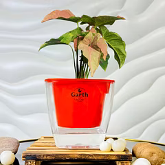 Syngonium Pink Plant