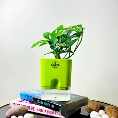 Broken Heart Plant