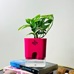 Broken Heart Plant