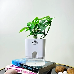 Broken Heart Plant