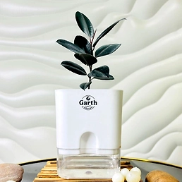 Rubber Black Plant