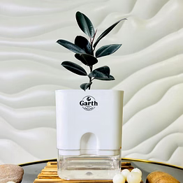 rubber black plant