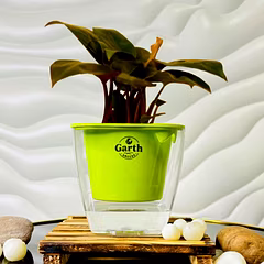 Philodendron Cherry Red