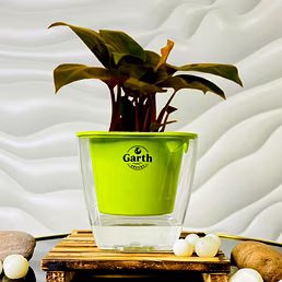 Philodendron Cherry Red