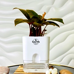 Philodendron Cherry Red
