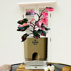 Philodendron Pink Princess