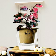 Philodendron Pink Princess