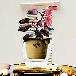 Philodendron Pink Princess