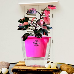 Philodendron Pink Princess