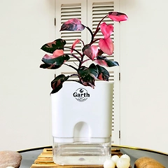 Philodendron Pink Princess