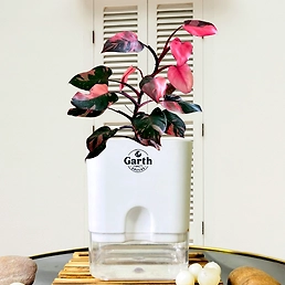 Philodendron Pink Princess