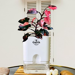 philodendron pink princess