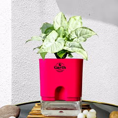 Syngonium White Plant