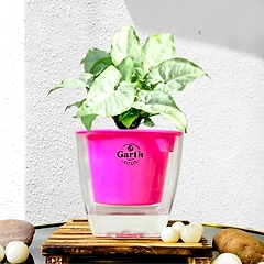 Syngonium White Plant